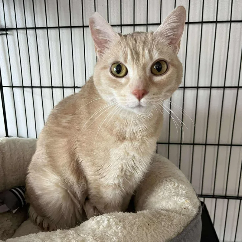 An adult large-sized male Buff / Tan / Fawn Domestic Short Hair cat named Roy for adoption in Huntington, NY