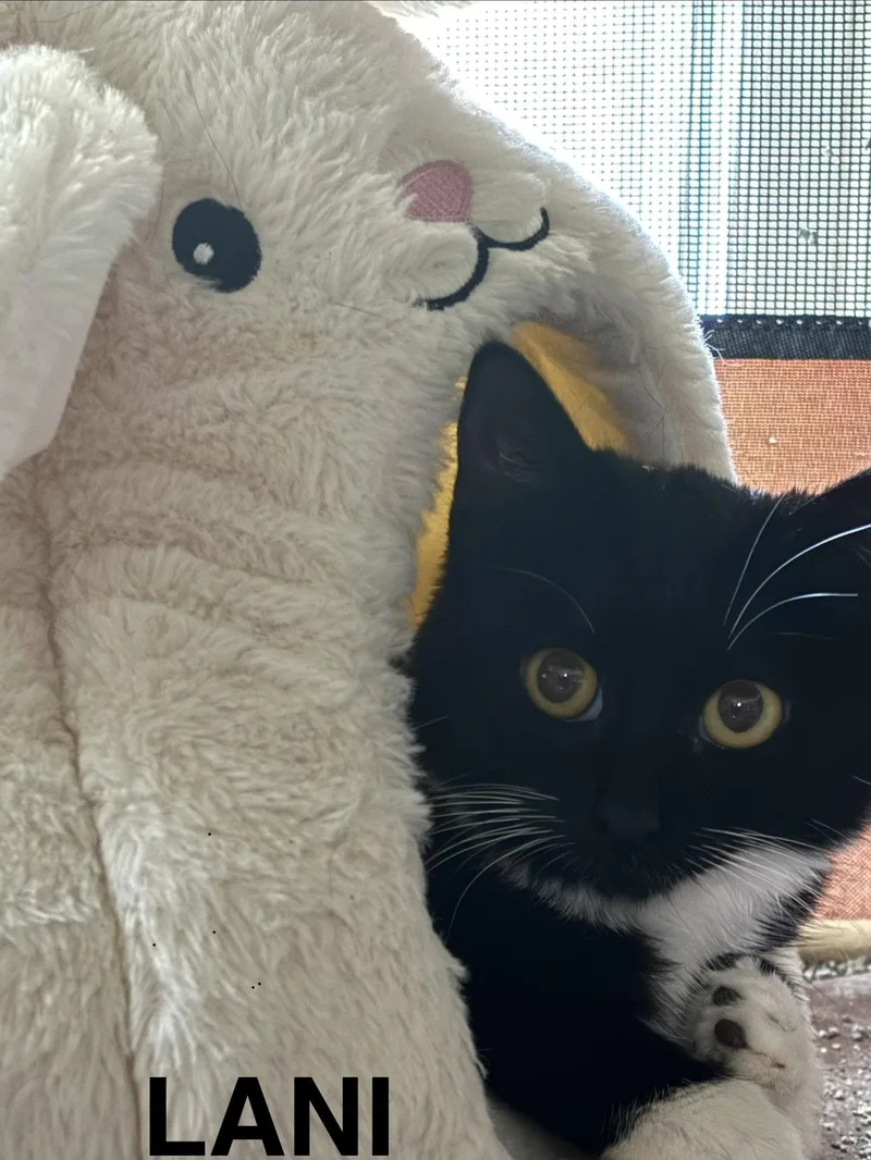 A young medium-sized female Black & White / Tuxedo Domestic Short Hair cat named Lanie for adoption in Oviedo, FL
