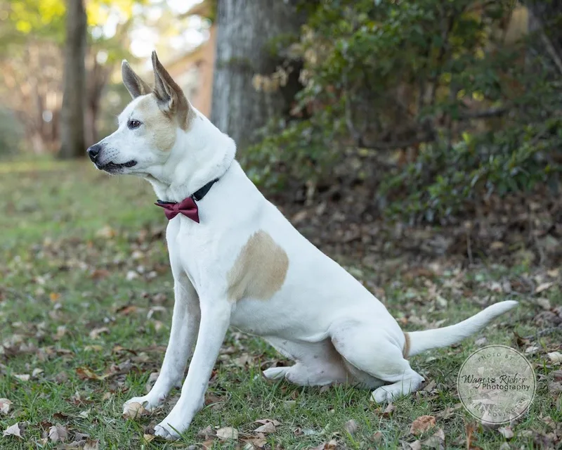 A young medium-sized male White / Cream Australian Cattle Dog / Blue Heeler named Frankie for adoption in Tuscaloosa, AL