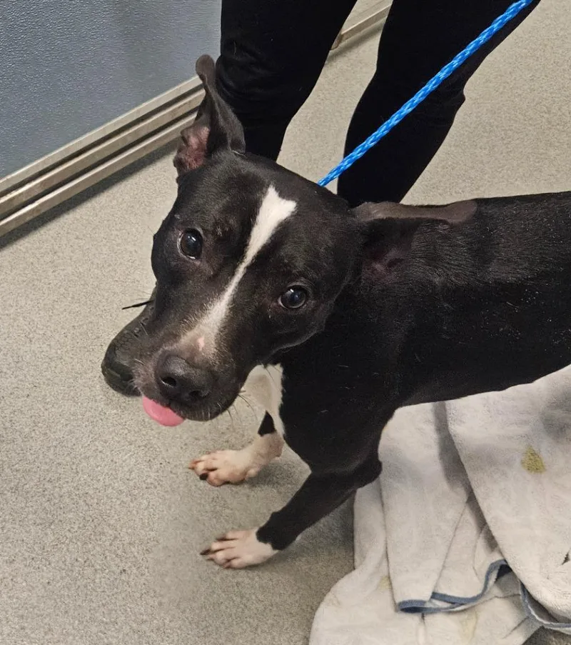 A young medium-sized male Bull Terrier dog named Dobby for adoption in Bloomington, IN
