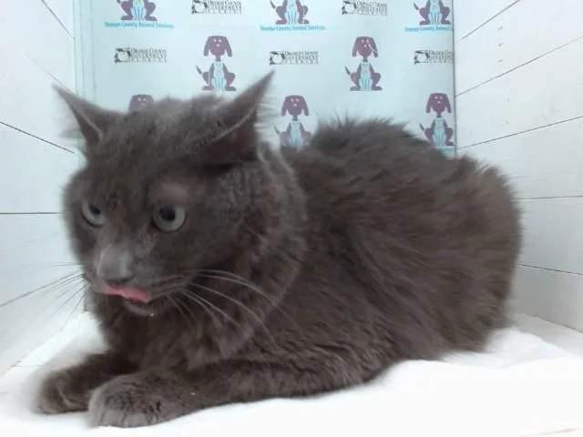 An adult small-sized male Domestic Medium Hair cat named Eto for adoption in Orlando, FL