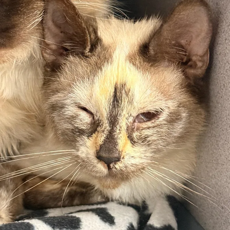 A young medium-sized female Tortoiseshell Domestic Short Hair cat named Delphina for adoption in Evansville, IN