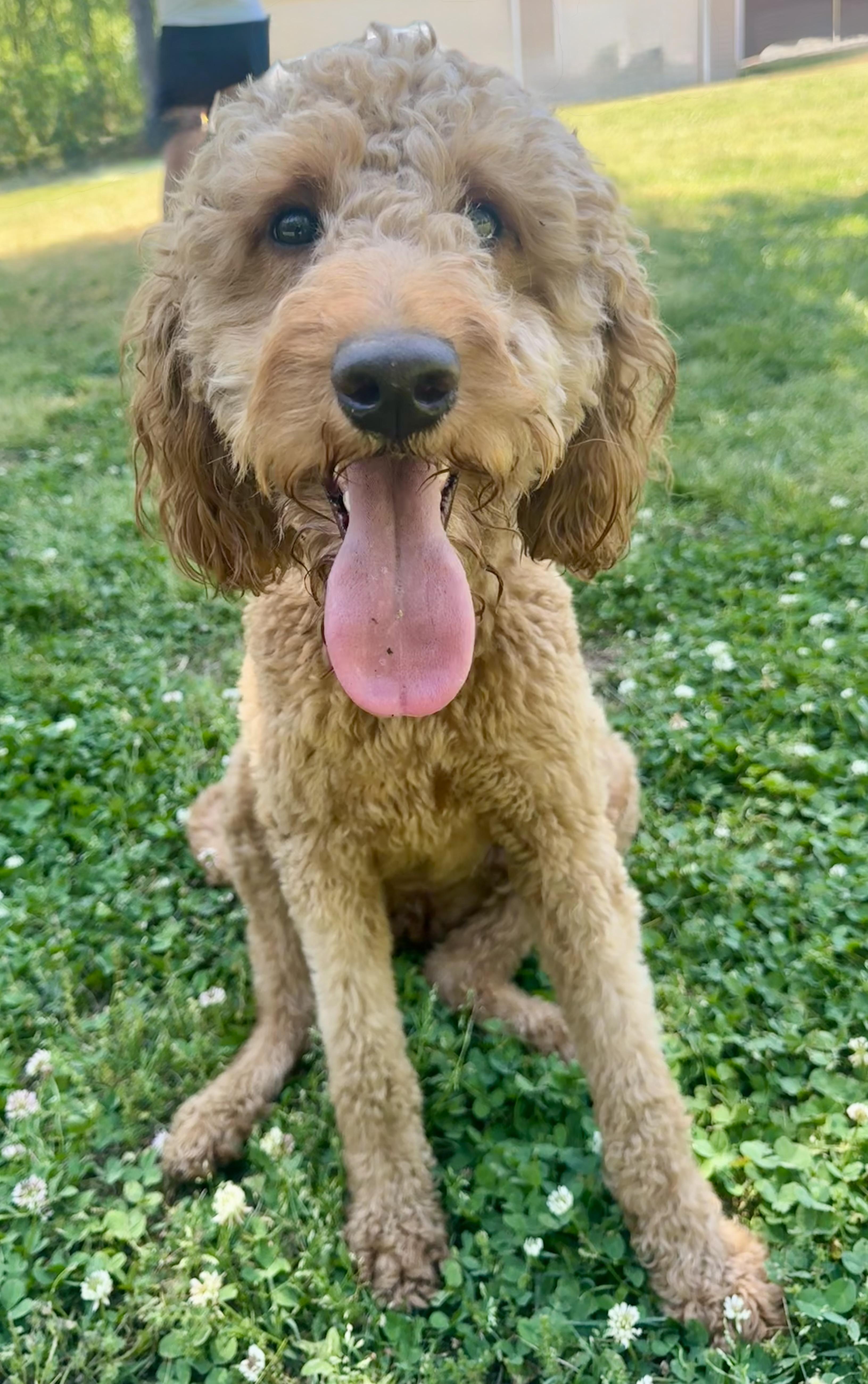 A young small-sized female Golden Poodle dog named Delaney for adoption in Monroe, NC
