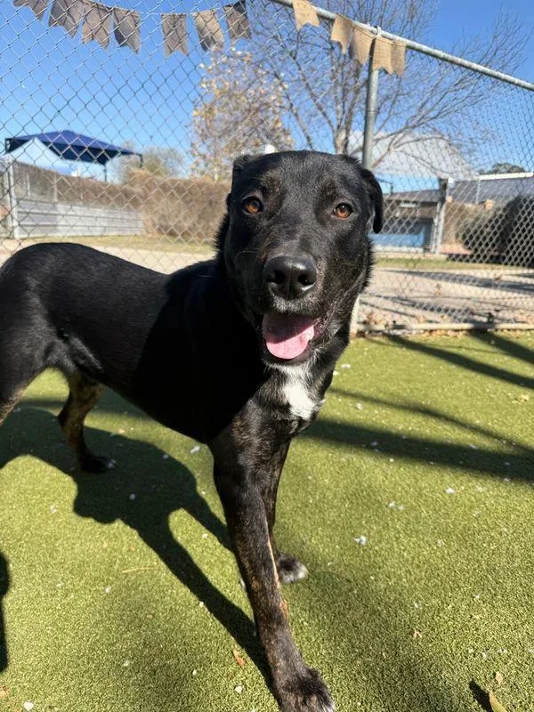 A young large-sized male Labrador Retriever dog named Lando for adoption in Austin, TX