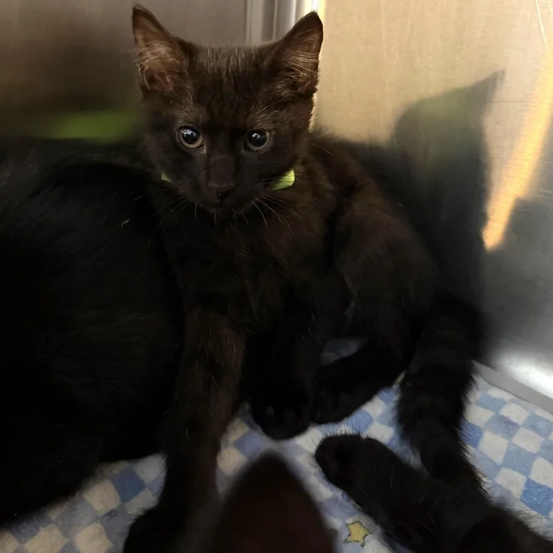 A baby small-sized male Black Domestic Medium Hair cat named Pocus for adoption in Belleville, IL