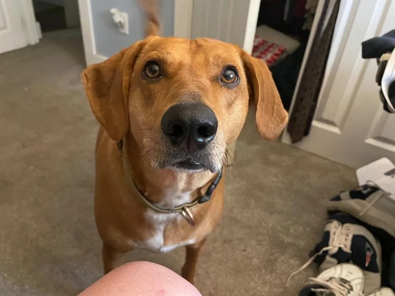 An adult large-sized male Beagle dog named Gil for adoption in Princeton, MA