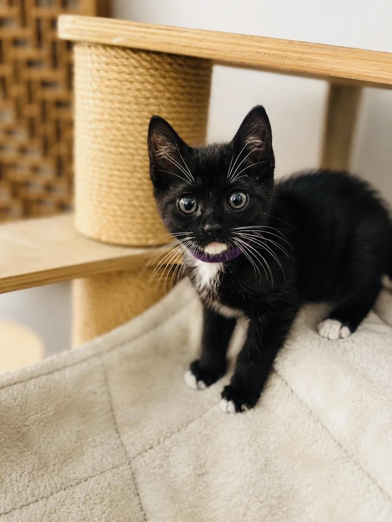 Violet