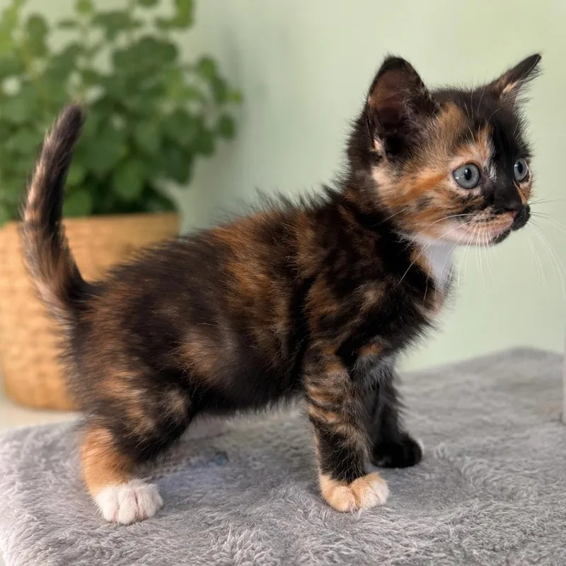 A baby medium-sized female Domestic Short Hair cat named Summer for adoption in Lemoyne, PA