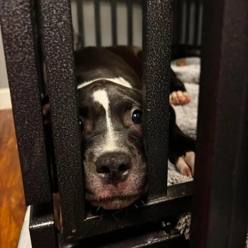 A baby small-sized female Black English Bulldog dog named Hollander for adoption in St. Louis, MO