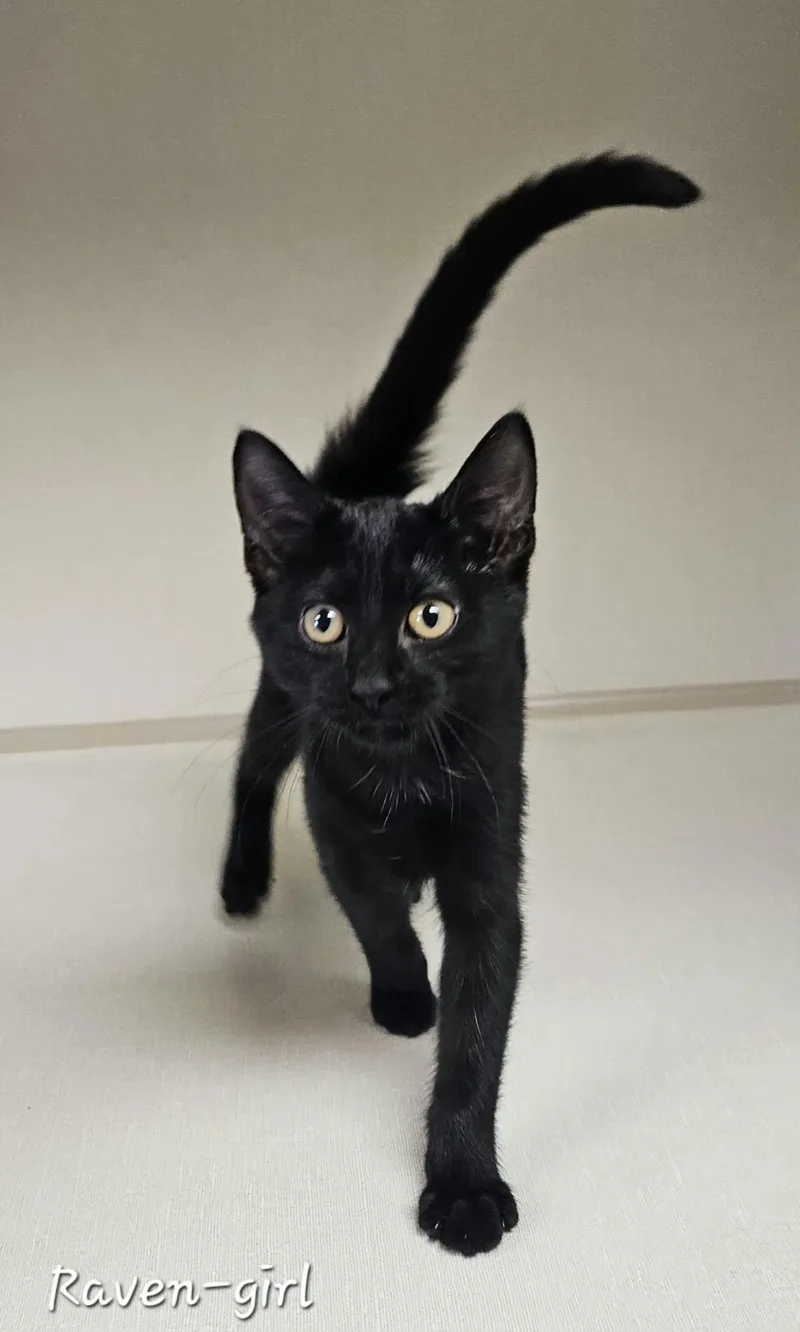 A baby medium-sized female Black Domestic Short Hair cat named Raven for adoption in Wapakoneta, OH