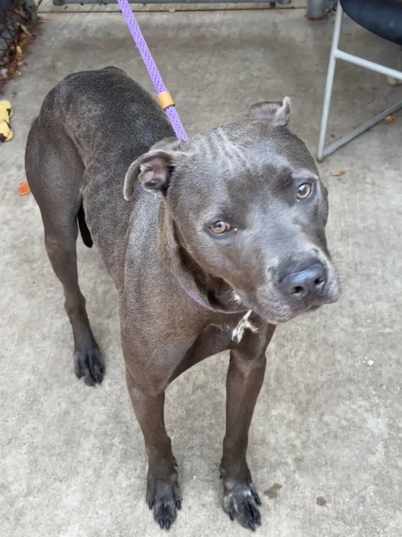 An adult medium-sized male Gray / Blue / Silver Pit Bull Terrier dog named Principal for adoption in Chicago, IL