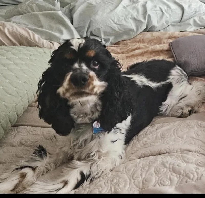 An adult small-sized male Cocker Spaniel dog named Ollie U for adoption in Parker, CO
