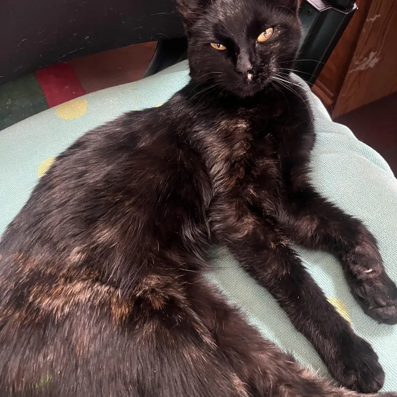 A young medium-sized female Tortoiseshell Domestic Short Hair cat named Tootsie for adoption in Andover, CT