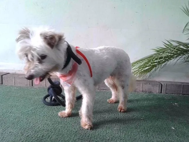 A senior small-sized female Terrier dog named Mable for adoption in Baldwin Park, CA
