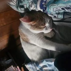 A young large-sized male White Domestic Short Hair cat named Dutton for adoption in Oshkosh, WI