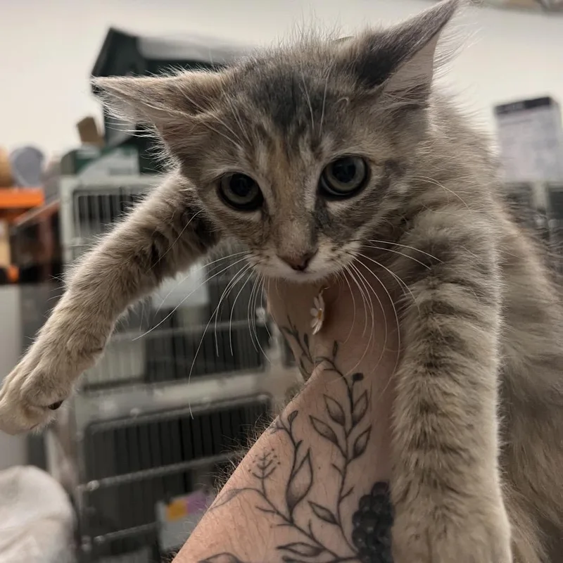A baby small-sized female Tortoiseshell Domestic Medium Hair cat named Kayda for adoption in Las Vegas, NV