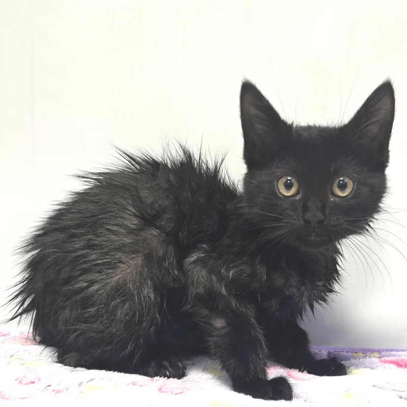 A baby small-sized male Black Domestic Short Hair cat named Cole for adoption in Fort Wayne, IN