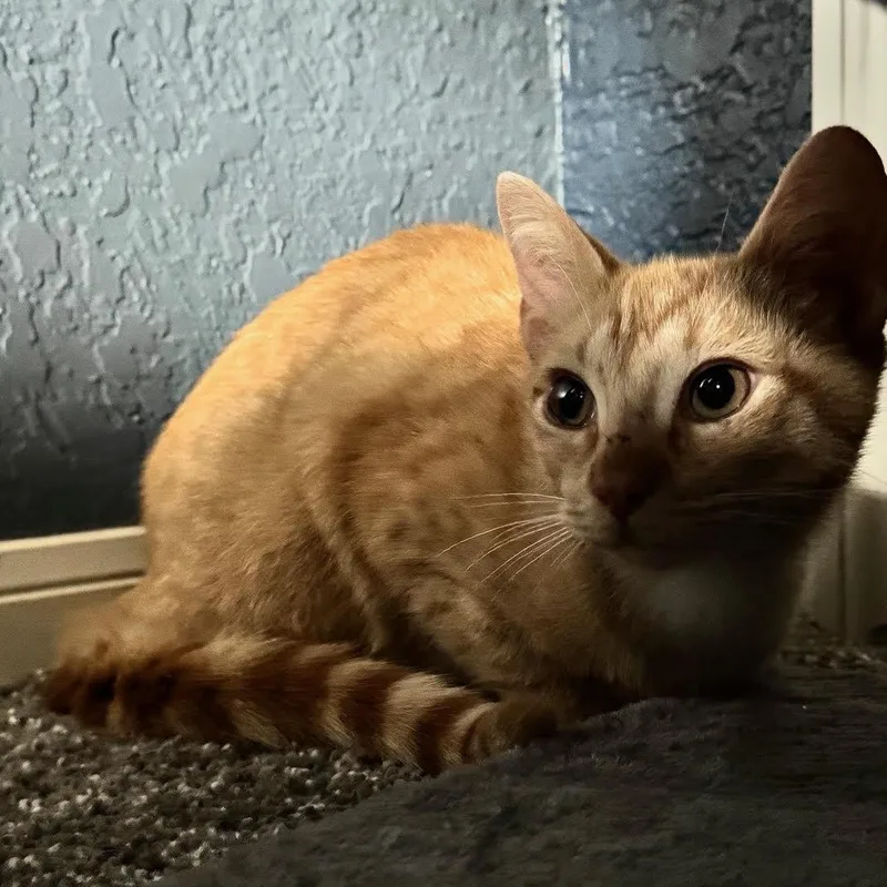 A young medium-sized female Tabby (Buff / Tan / Fawn) Domestic Short Hair cat named Beatrix Kiddo for adoption in Pearland, TX
