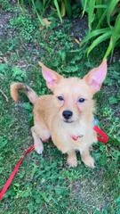 A young small-sized male Cairn Terrier dog named Bedrock Orange for adoption in Mukwonago, WI