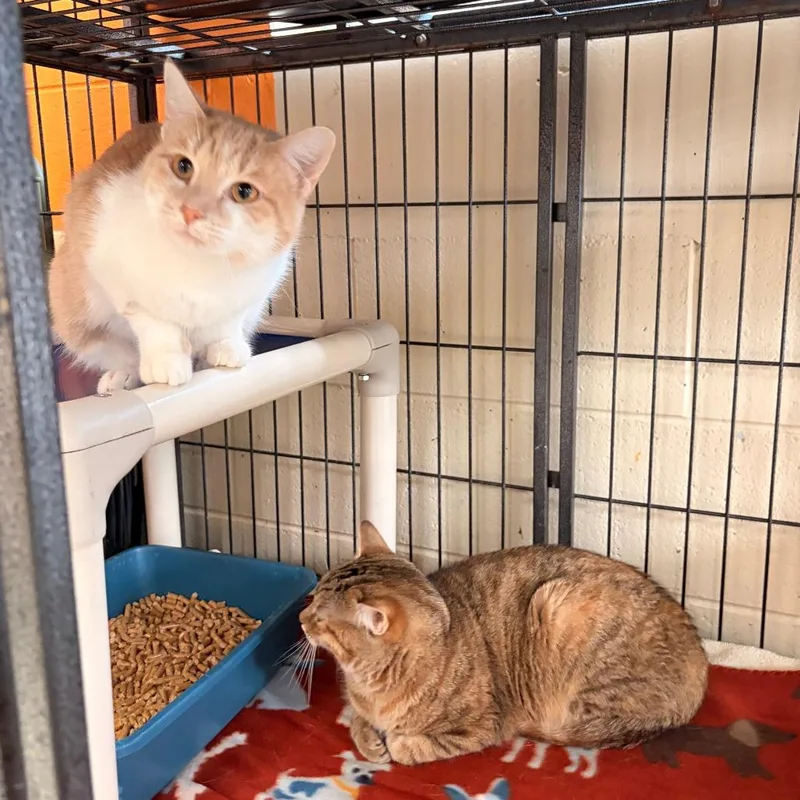 An adult medium-sized female Brown / Chocolate Domestic Short Hair cat named Lotus for adoption in Franklin, NC