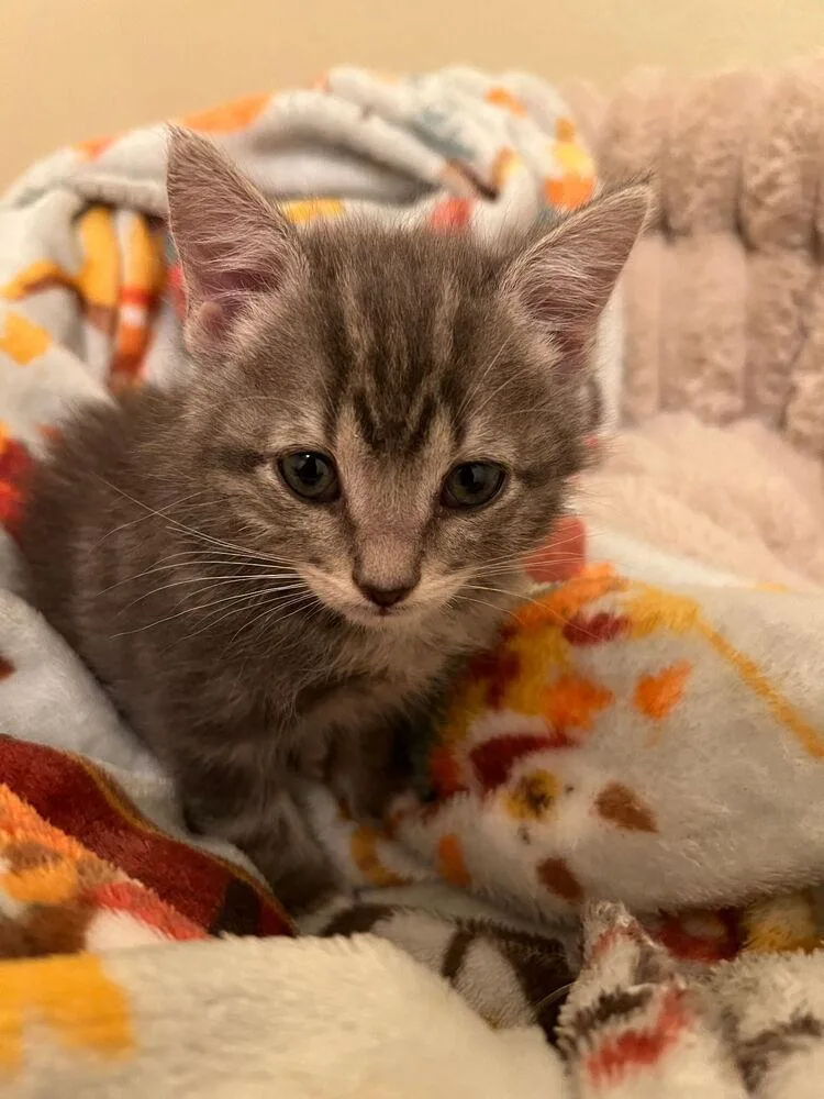 A baby small-sized male Domestic Short Hair cat named Sunflower for adoption in Albuquerque, NM