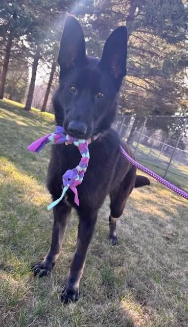 A young medium-sized female Black German Shepherd Dog dog named Ro for adoption in Willmar, MN