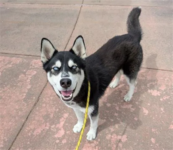 A young large-sized male Siberian Husky dog named Burger King for adoption in Antioch, CA