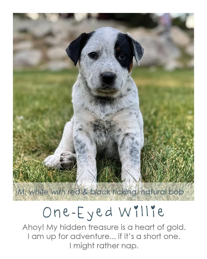 A baby small-sized male Australian Cattle Dog / Blue Heeler dog named OneEyed Willie for adoption in Midway, UT