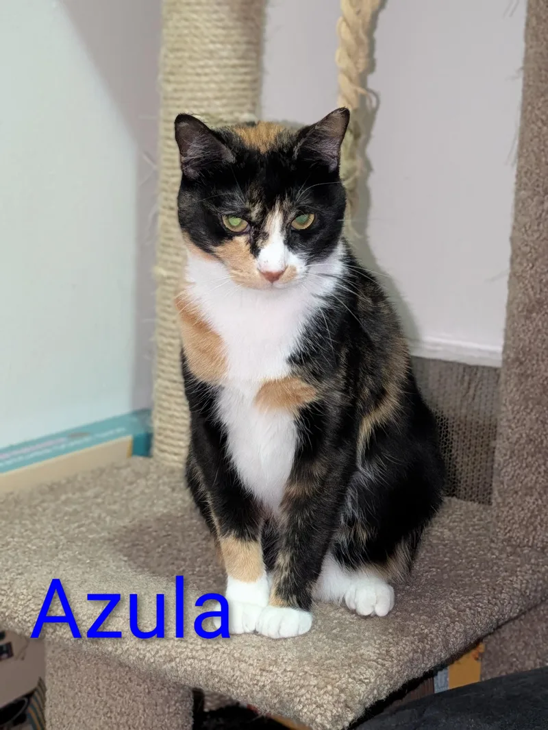 Azula thumbnail 5