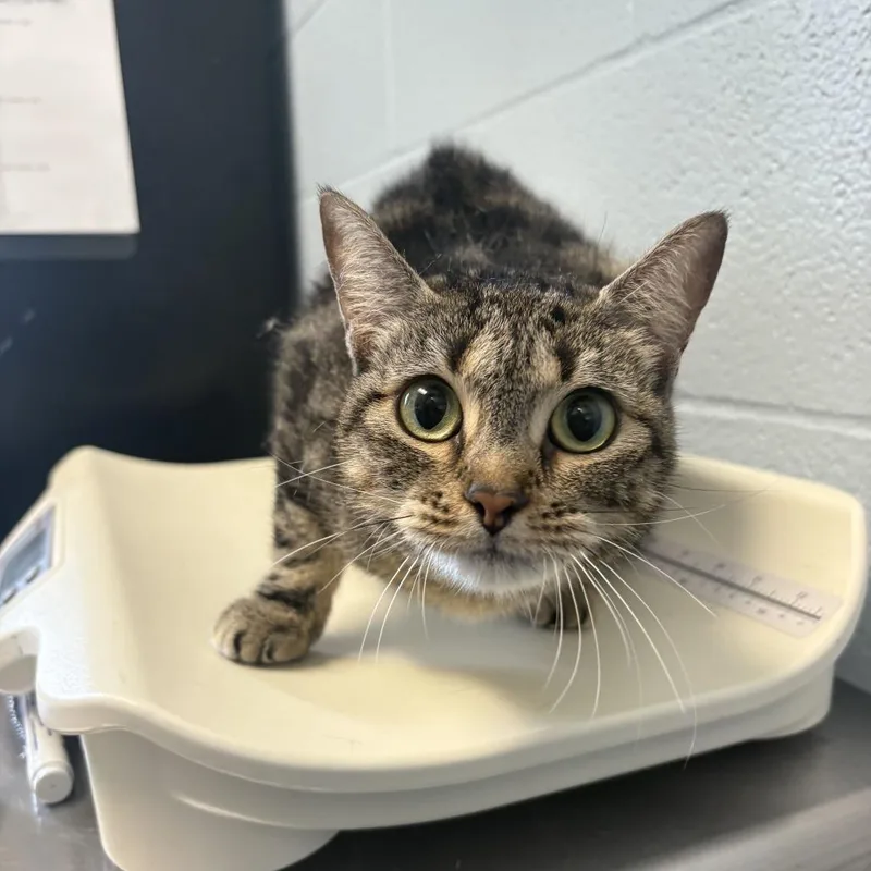 An adult medium-sized female Black Domestic Short Hair cat named Lost My Marbles for adoption in Carencro, LA