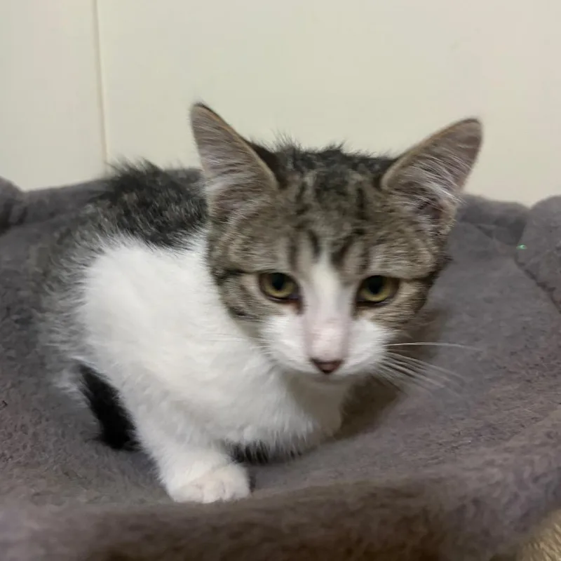 A baby small-sized male White Domestic Short Hair cat named Sie for adoption in Grantsville, UT