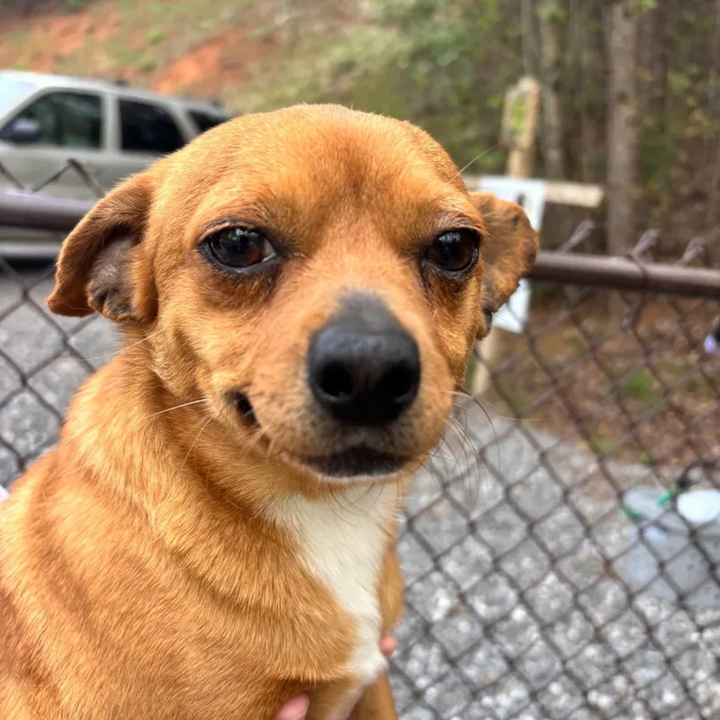 A young small-sized male Yellow / Tan / Blond / Fawn Chihuahua dog named Rambo for adoption in Franklin, NC