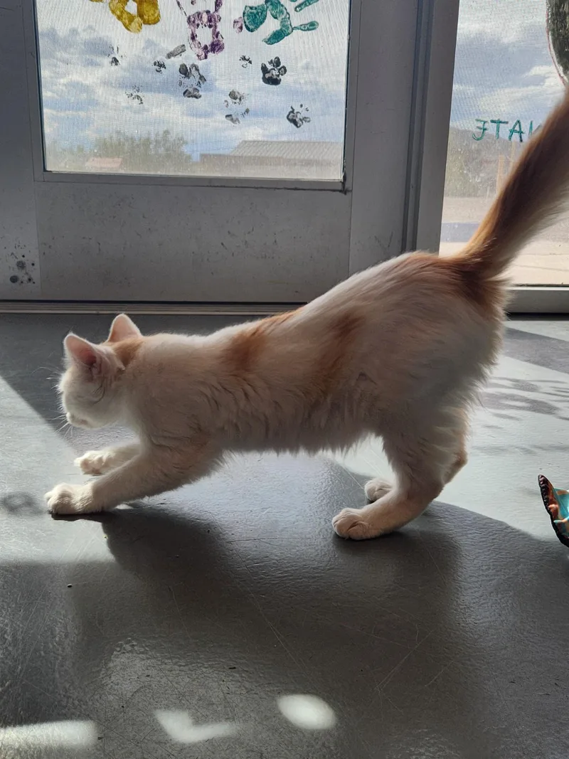 A young medium-sized male Domestic Medium Hair cat named Creamsicle for adoption in Truth or Consequences , NM