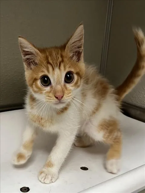 A baby small-sized male Domestic Short Hair cat named Castano for adoption in Tracy, CA