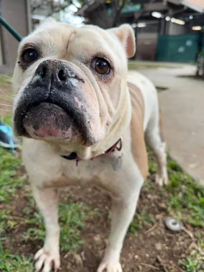 A senior medium-sized female American Bulldog dog named Roejoe for adoption in Honolulu, HI