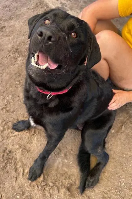 An adult extra large-sized female Labrador Retriever dog named Yennifer for adoption in Savannah, GA