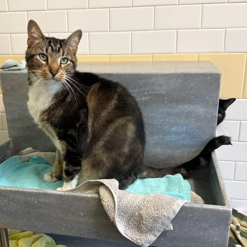 An adult extra large-sized male Brown / Chocolate Domestic Short Hair cat named Tucker And Hope for adoption in Pittsburgh, PA