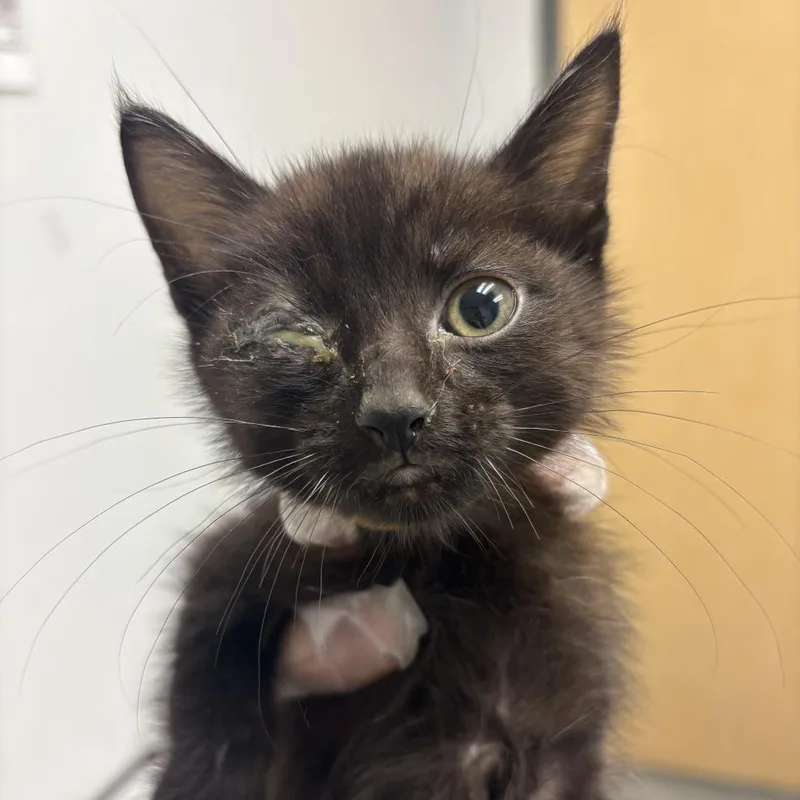 A baby small-sized male Black Domestic Short Hair cat named Caterpillar for adoption in Jacksonville, FL