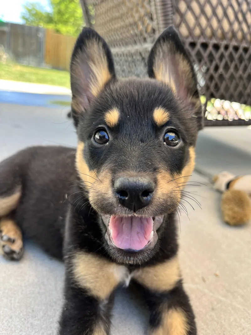 A baby medium-sized female Cattle Dog dog named Tish for adoption in Salt Lake City, UT