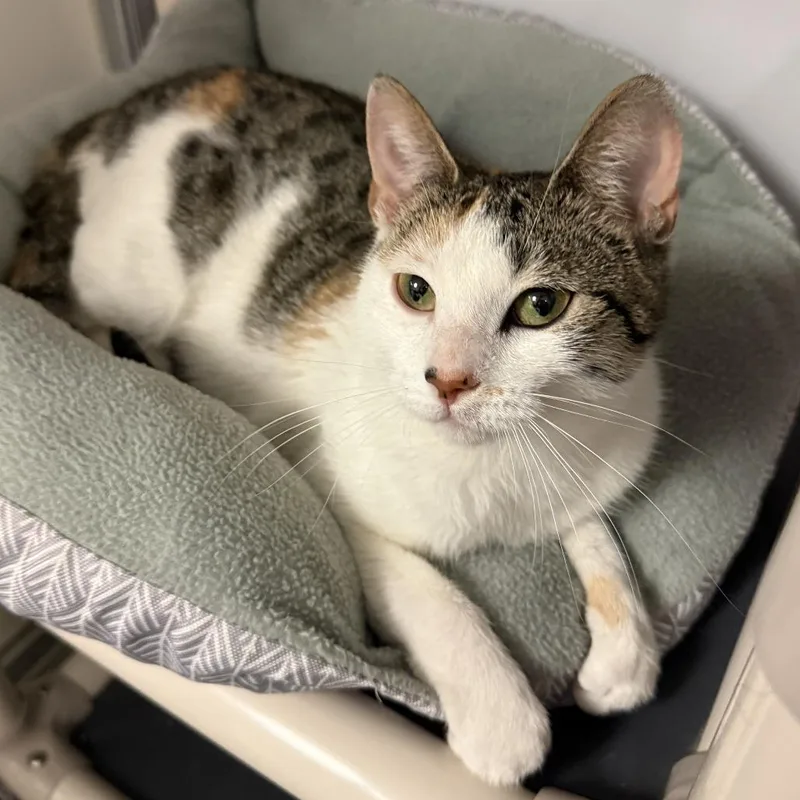 An adult medium-sized female Calico Domestic Short Hair cat named Molly for adoption in South Elgin, IL