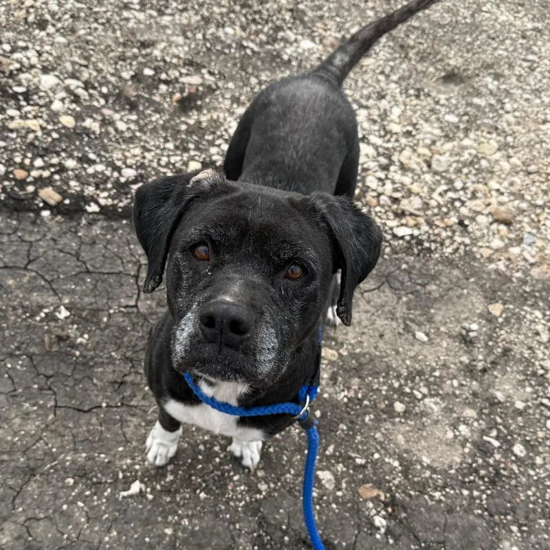 A senior medium-sized female Black Boxer dog named Sheba Ci for adoption in Austin, TX