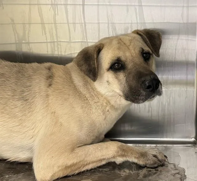 A young medium-sized male German Shepherd Dog dog named Saguaro for adoption in Tucson, AZ