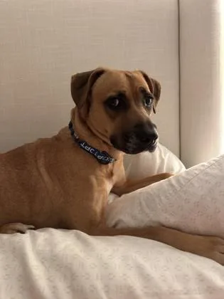 An adult large-sized female Mixed Breed dog named Maude for adoption in Chamblee, GA