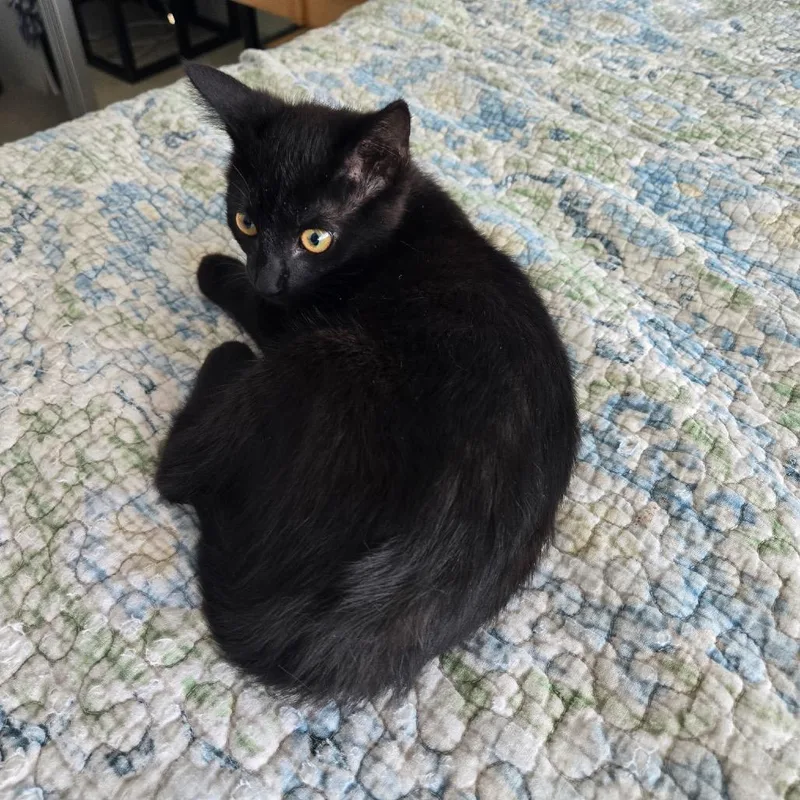 A baby small-sized female Black Domestic Short Hair cat named Sweetpea for adoption in Los Angeles, CA