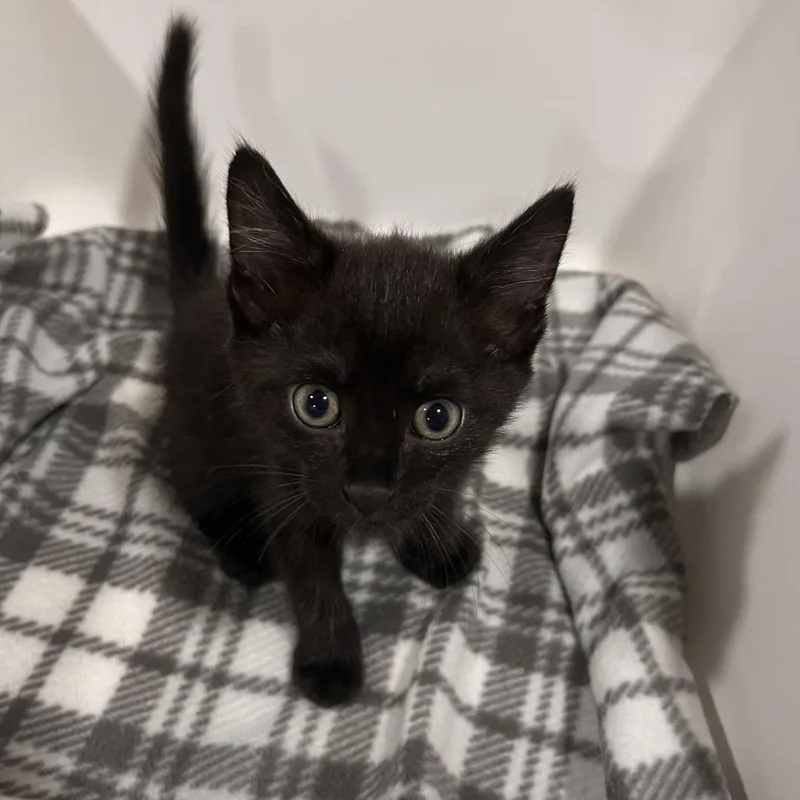 A baby small-sized male Black Domestic Short Hair cat named Mario for adoption in Washburn, MO