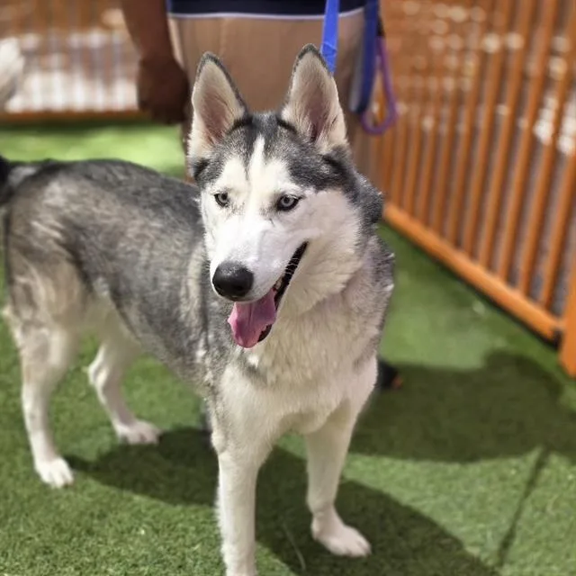 An adult large-sized male Siberian Husky dog named Jack Sparrow for adoption in Las Vegas, NV