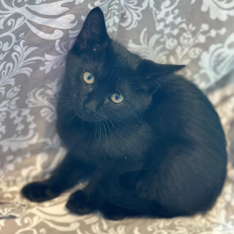 A baby small-sized female Black Domestic Short Hair cat named Amelia for adoption in Matteson, IL