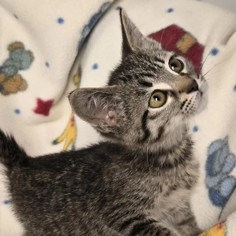A young medium-sized male Brown / Chocolate Domestic Short Hair cat named Crackle for adoption in Xenia , OH