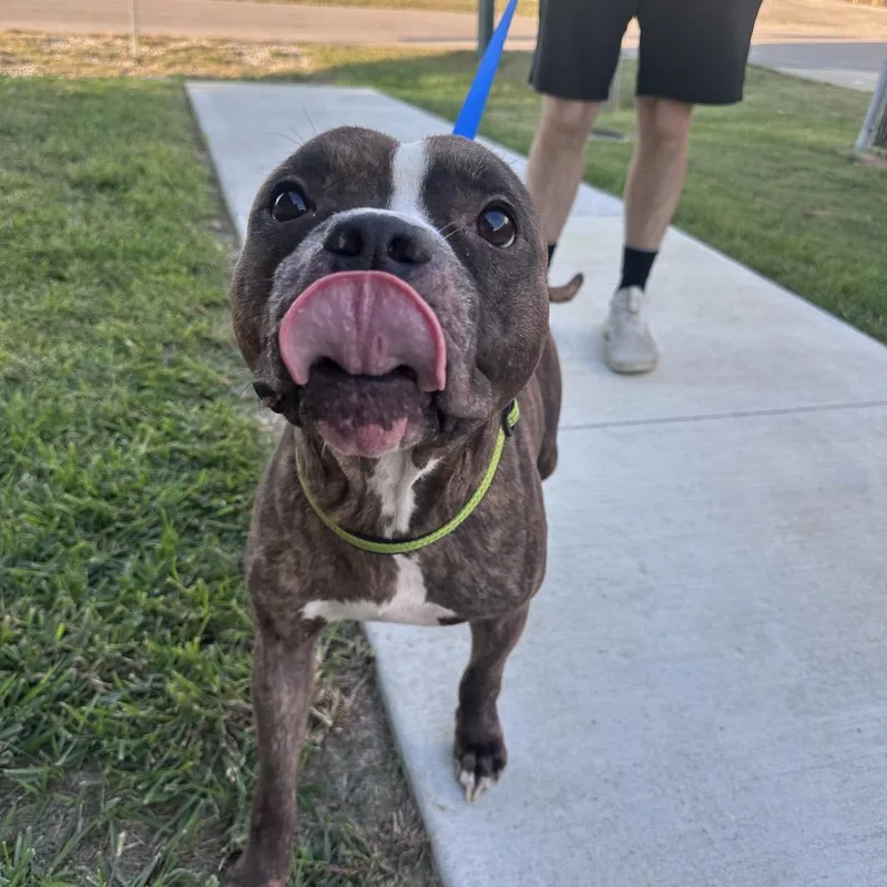 An adult medium-sized male Brindle American Staffordshire Terrier dog named Jax for adoption in Mount Vernon, IN