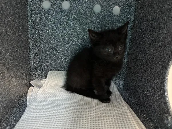 A baby small-sized female Domestic Short Hair cat named Meme for adoption in New York, NY